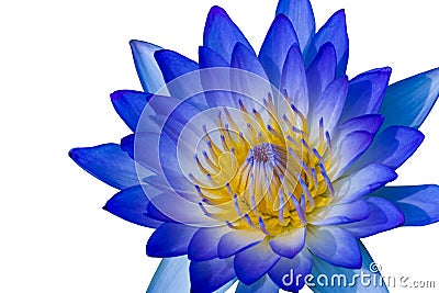 Blue lotus Stock Photo