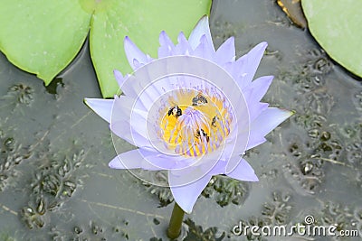 Blue lotus Editorial Stock Photo