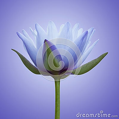 Blue lotus Stock Photo