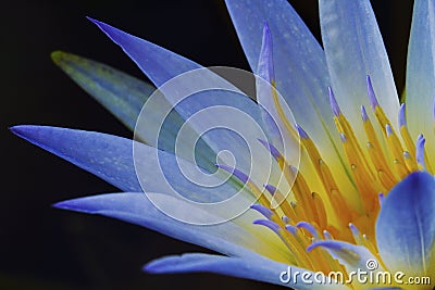 Blue Lotus of Egypt (Nymphaea Caerulea) Stock Photo