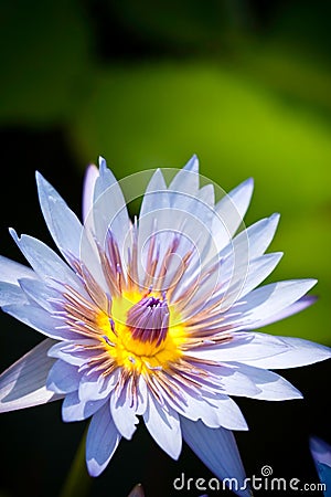 Blue Lotus flower in bloom Stock Photo