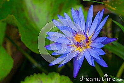 Blue lotus flower Stock Photo