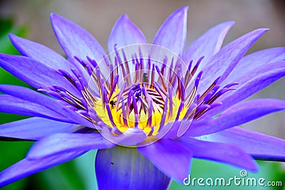 blue lotus flower Stock Photo