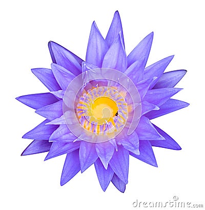 Blue lotus flower Stock Photo