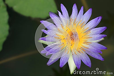 Blue Lotus Flowers Stock Photo