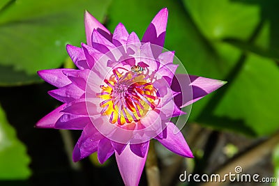 Blue lotus Stock Photo