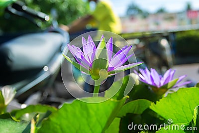 Blue lotus Stock Photo