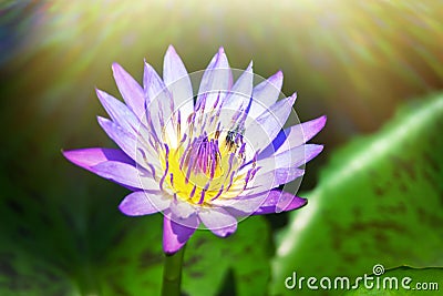 Blue lotus Stock Photo