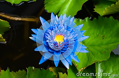 Blue lotus on the pond Stock Photo