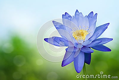 Blue lotus Stock Photo