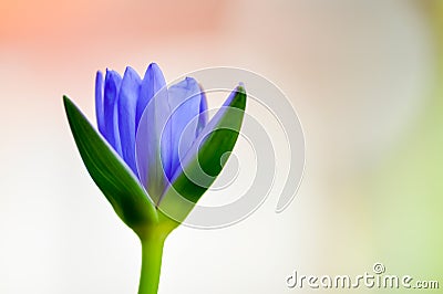 Blue Lotus Stock Photo