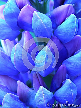 Blue lupin Stock Photo