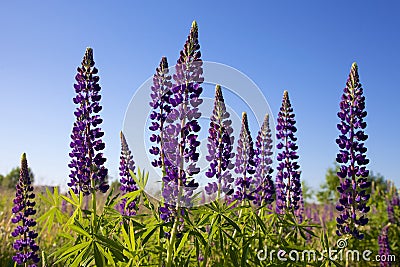 Blue lupine flower background Stock Photo