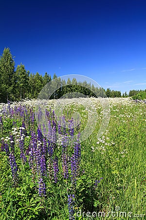 Blue lupines Stock Photo