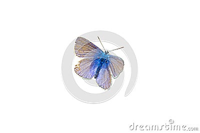 blue lycaenidae butterfly on white background 01 Stock Photo