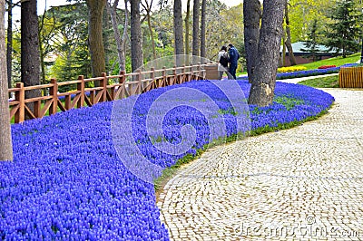 Blue magnificent arabian hyacinth in spring. Editorial Stock Photo