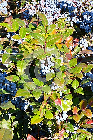 Blue Mahonia berries Latin Mahonia aquifolium or Oregon grapes Stock Photo