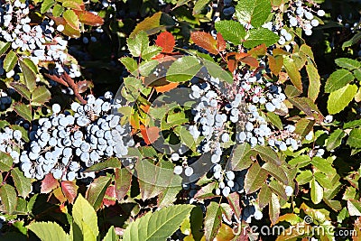 Blue Mahonia berries Latin Mahonia aquifolium or Oregon grapes Stock Photo