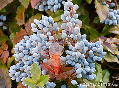 Blue Mahonia berries Latin Mahonia aquifolium or Oregon grapes Stock Photo