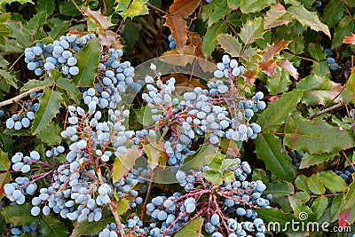 Blue Mahonia berries Latin Mahonia aquifolium or Oregon grapes Stock Photo