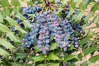 Blue mahonia berries and leaves Stock Photo