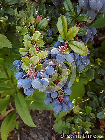Blue Mahonia Japonica Berries in the Garden Stock Photo