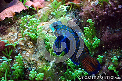 Aquarium Fish: Blue Mandarin Stock Photo