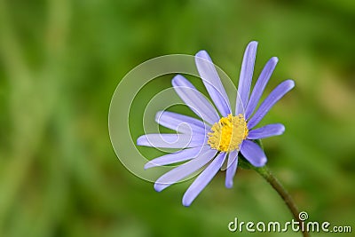 Blue Marguerite 2 Stock Photo