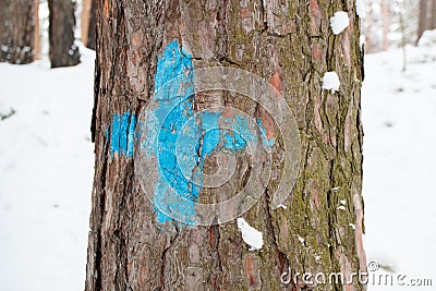 A blue mark on the trunk of a pine tree for orientation so as not to get lost on the road Stock Photo