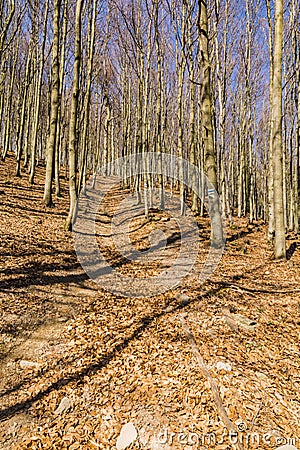 A blue marked walking trail led between beech trees. Stock Photo