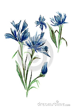 Blue meadow cornflowers Stock Photo