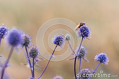 Blue meadow flower, autumn morning Macro Stock Photo