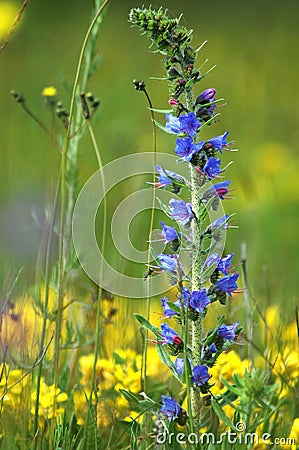 Blue meadow flower Stock Photo