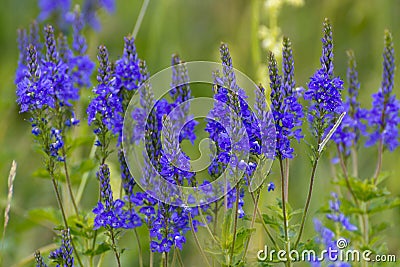 Blue meadow flowers in the middle of summer. Stock Photo