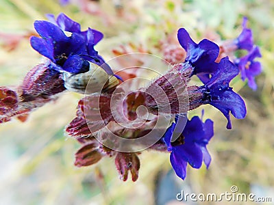 Blue meadow flowers with two attached snails Stock Photo