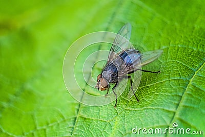 Blue meat fly insect on the green leaf in nature close-up. Blue bottle fly. Stock Photo