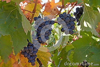 Blue mellow grapes Stock Photo