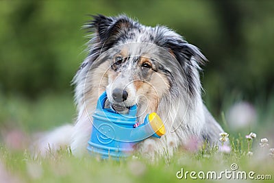 Blue merle sheltie shetland sheepdog laying on the grass and chewing small kids watering can in blue color Stock Photo