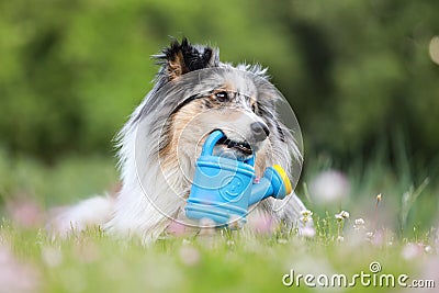 Blue merle sheltie shetland sheepdog laying on the grass and chewing small kids watering can in blue color Stock Photo