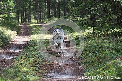 Blue merle shetland sheepdog running in forest with small wood stick in mouth Stock Photo