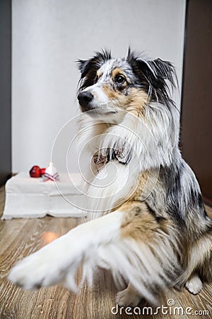 Blue merle shetland sheepdog sheltie in natural home environment, candle and latvia flag details celebrating independence day Stock Photo