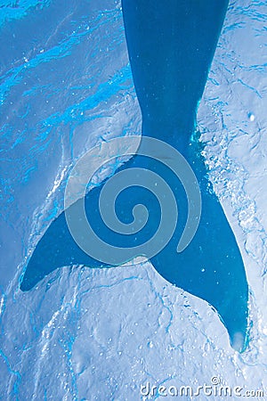 Blue mermaid tail, underwater image, upward perspective in pool Stock Photo