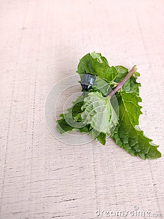 Blue mint leaf beetle, scientific name Chrysolina coerulans. Both the larvae and the adult beetles feed on mint. Stock Photo