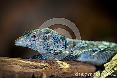 Blue monitor lizard portrait Stock Photo