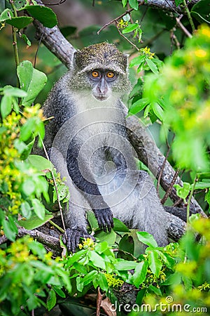 Blue Monkey Stock Photo