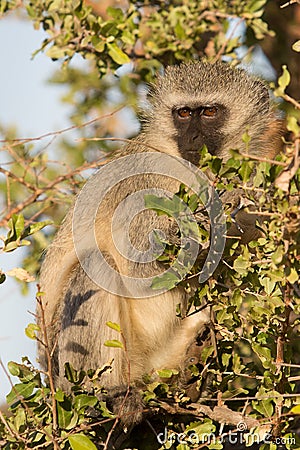 Blue Monkey staring Stock Photo