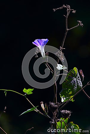 Blue morning Glory Stock Photo