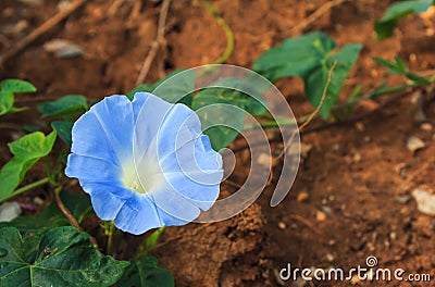 Blue morning glory Stock Photo