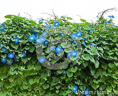 Blue Morning glory flower plant Stock Photo