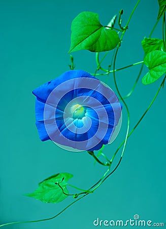 Blue morning glory flower on vine Stock Photo